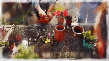 Frühblüher-Experimente für Kinder und Familien