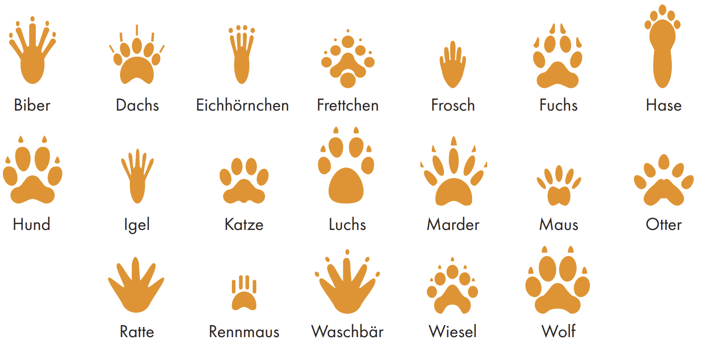 Tierspuren Pfoten